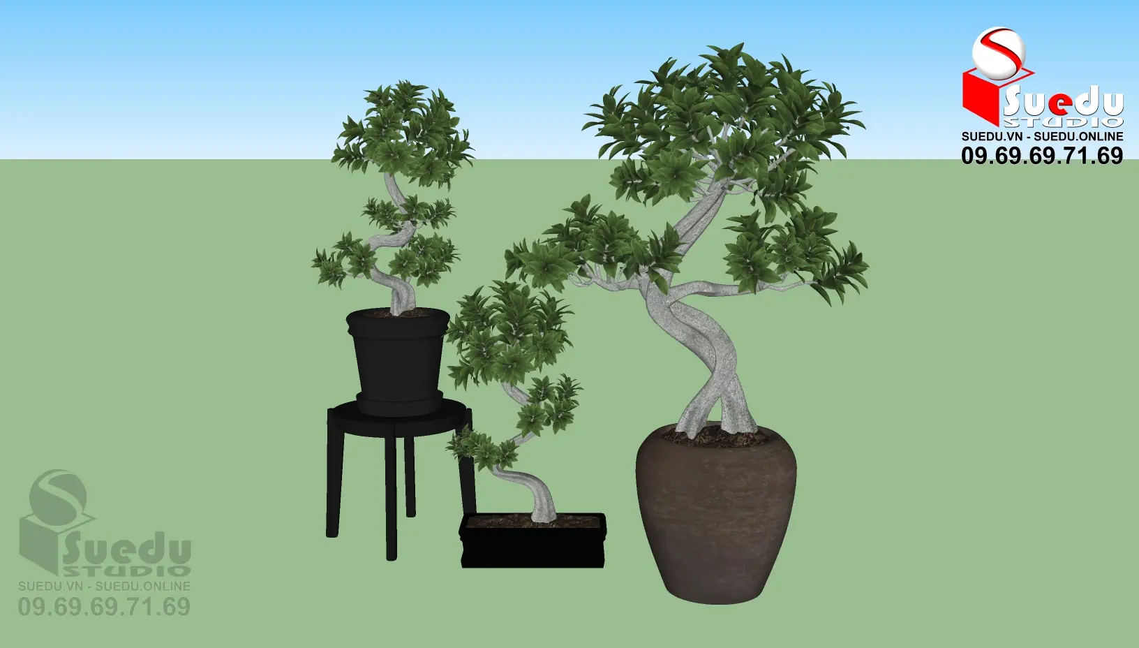 BonSai Tree