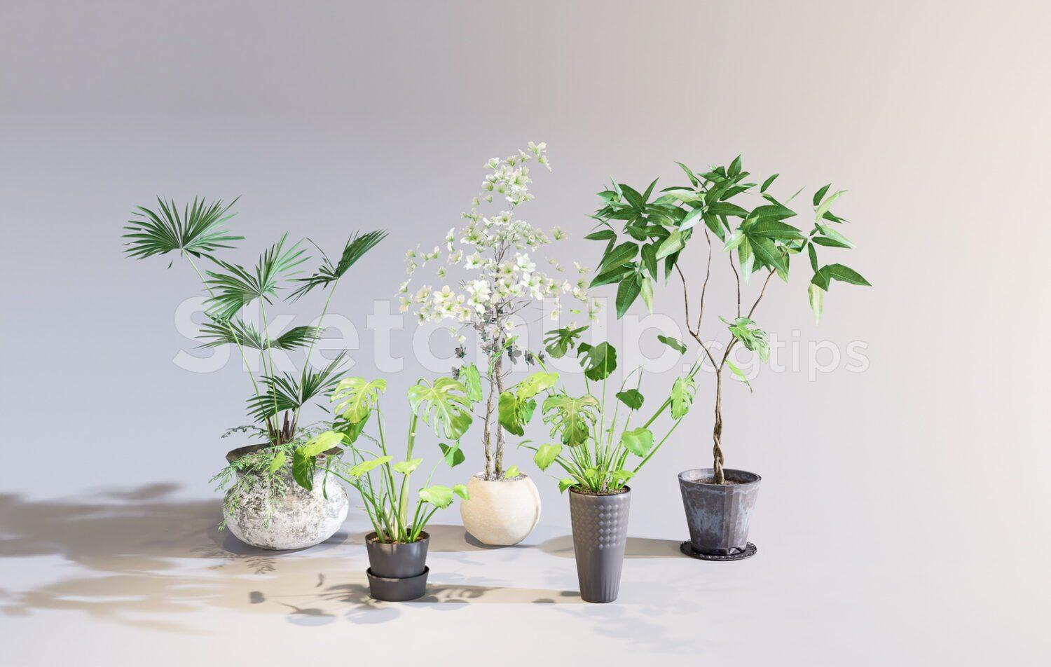 Plants