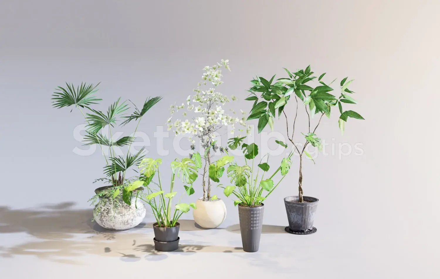 Plants