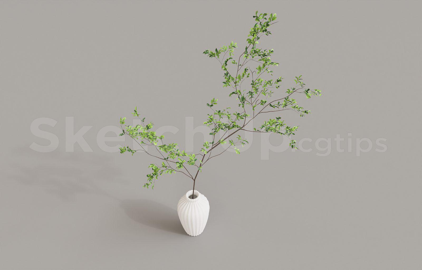 Plant