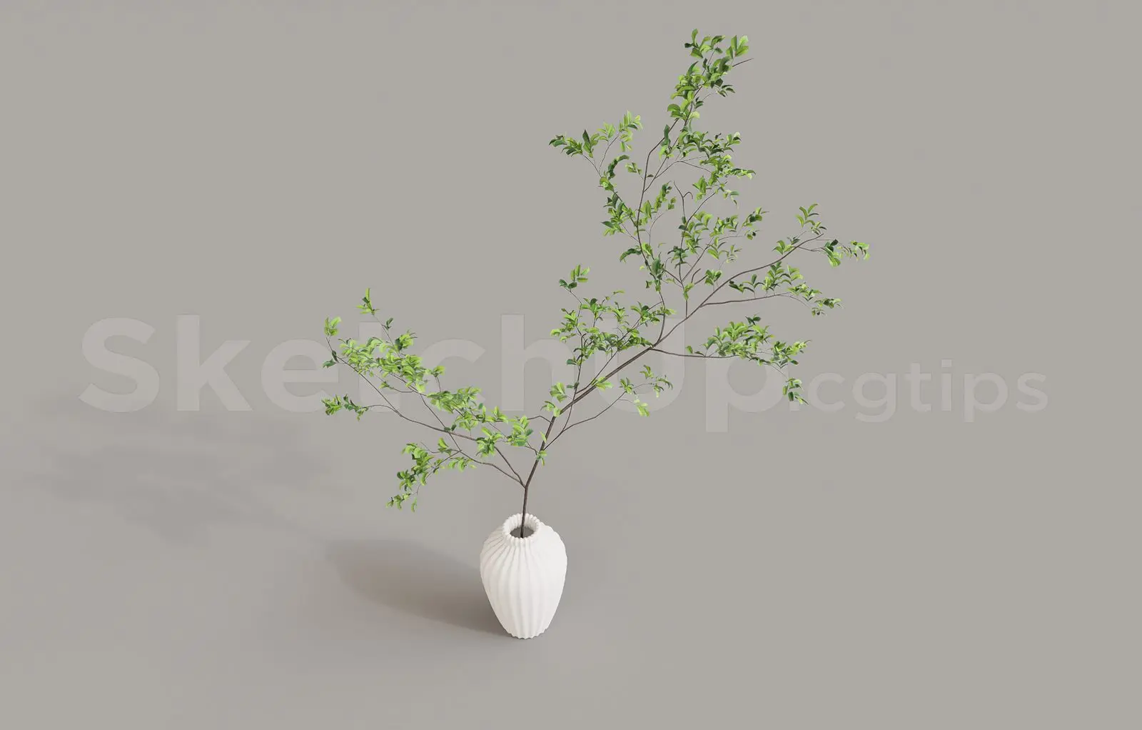 Plant