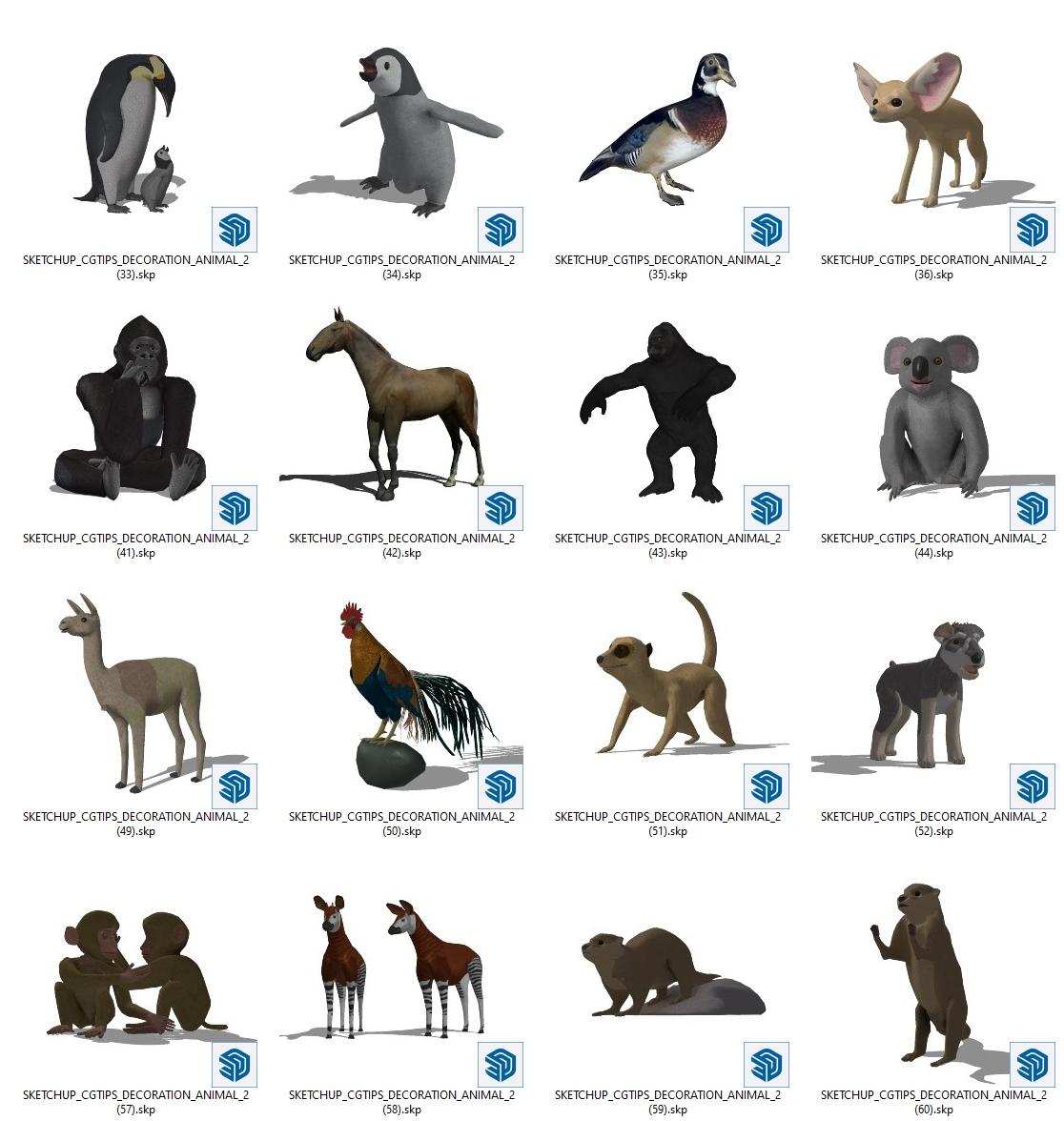 Animal