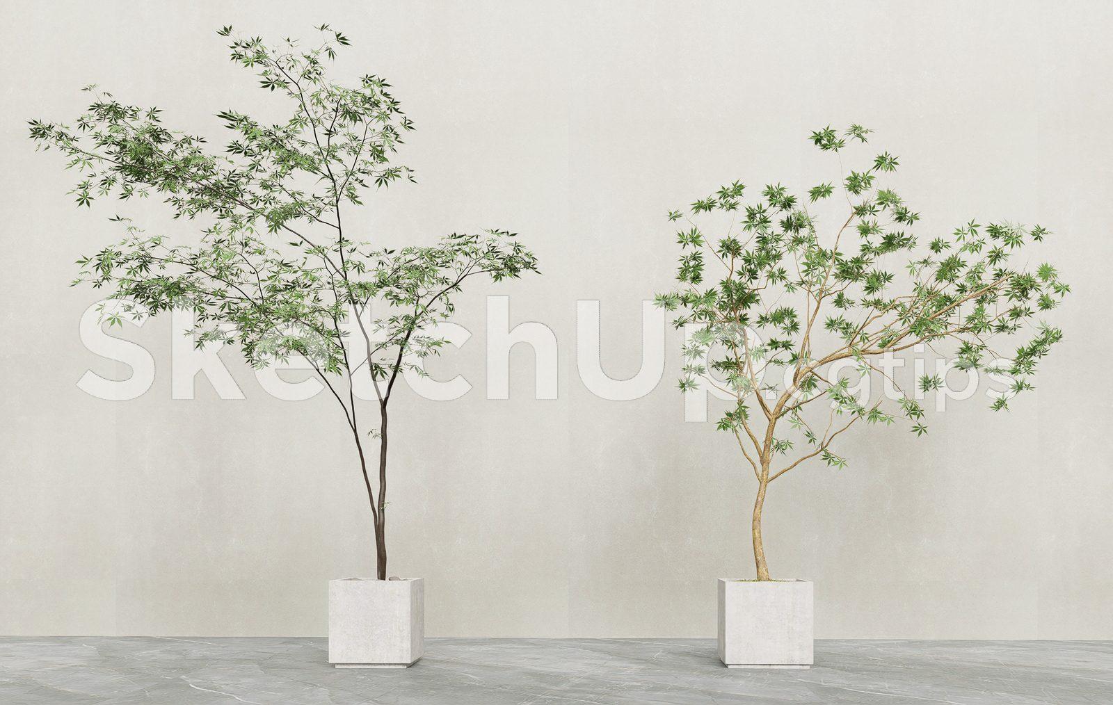 Plant