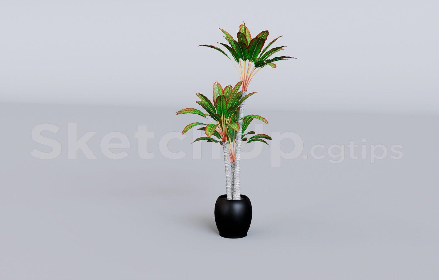 Plant