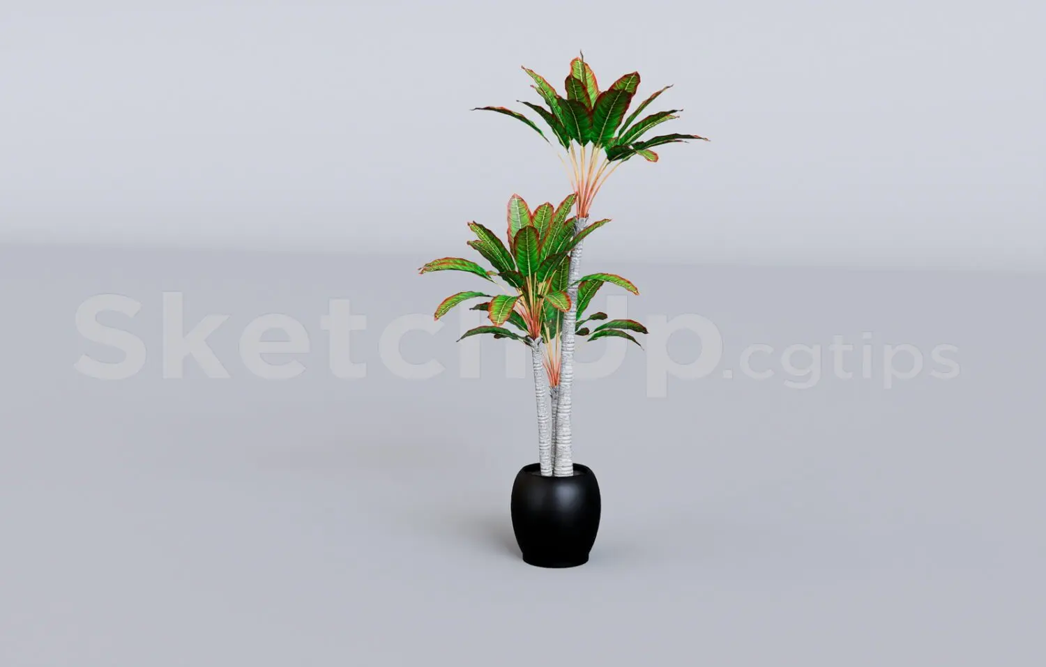 Plant