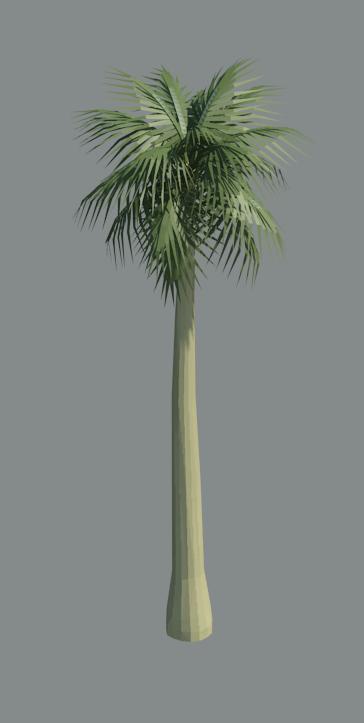 3d Palm Tree A_palm5