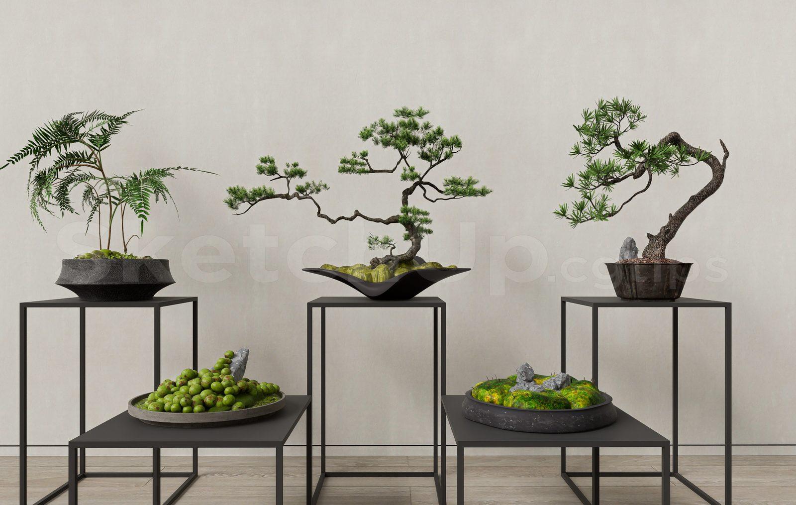 BonSai Tree