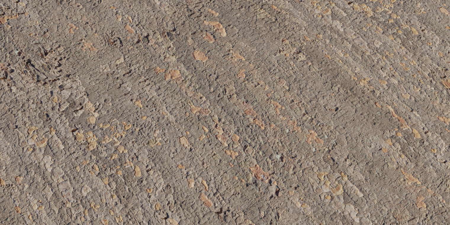 Japanese Zelkova Bark