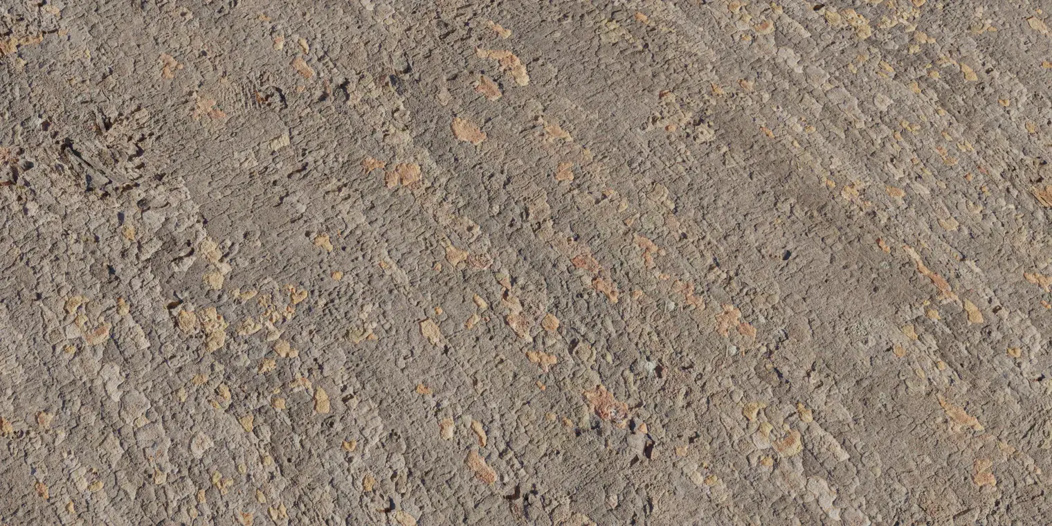 Japanese Zelkova Bark