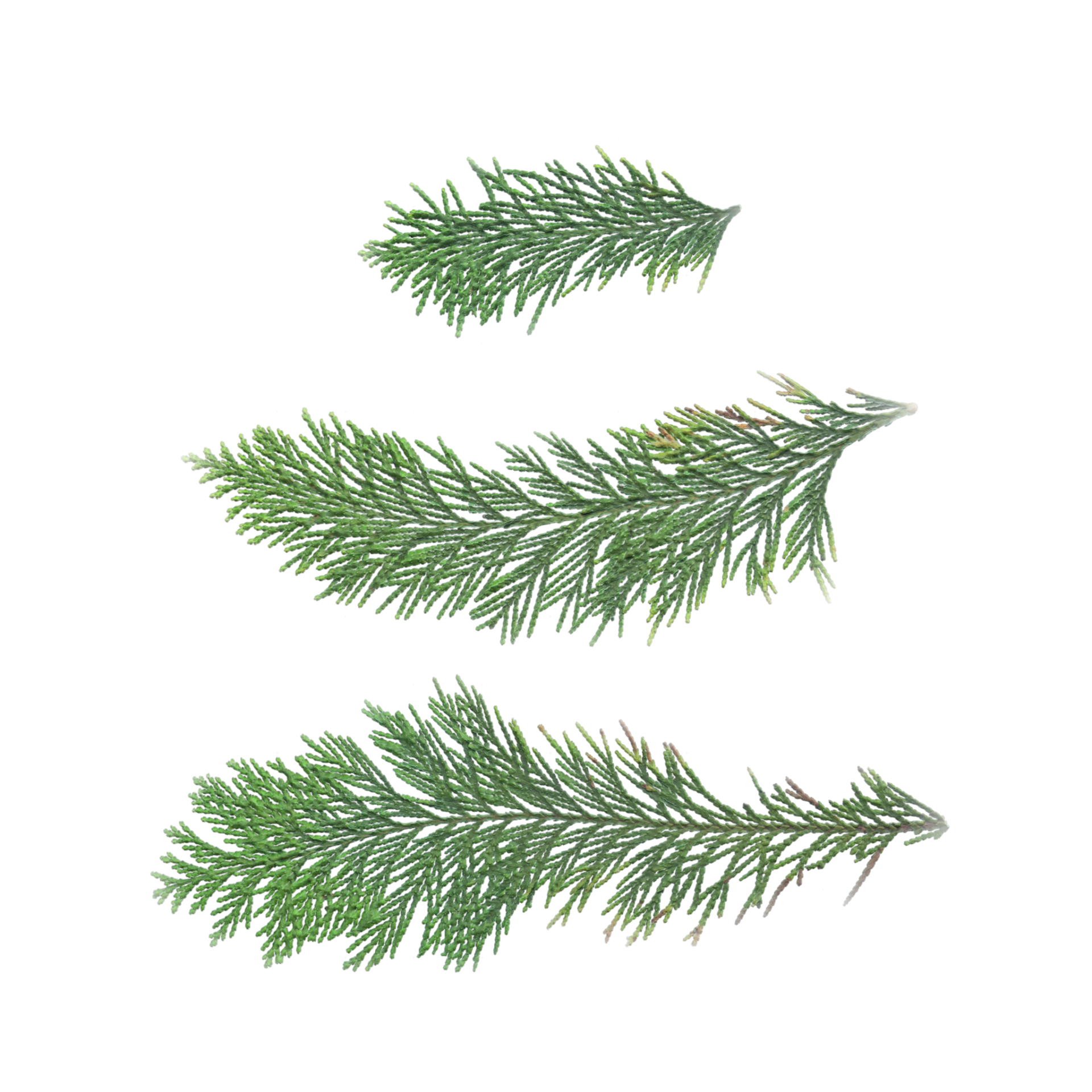 Leaf Set 019