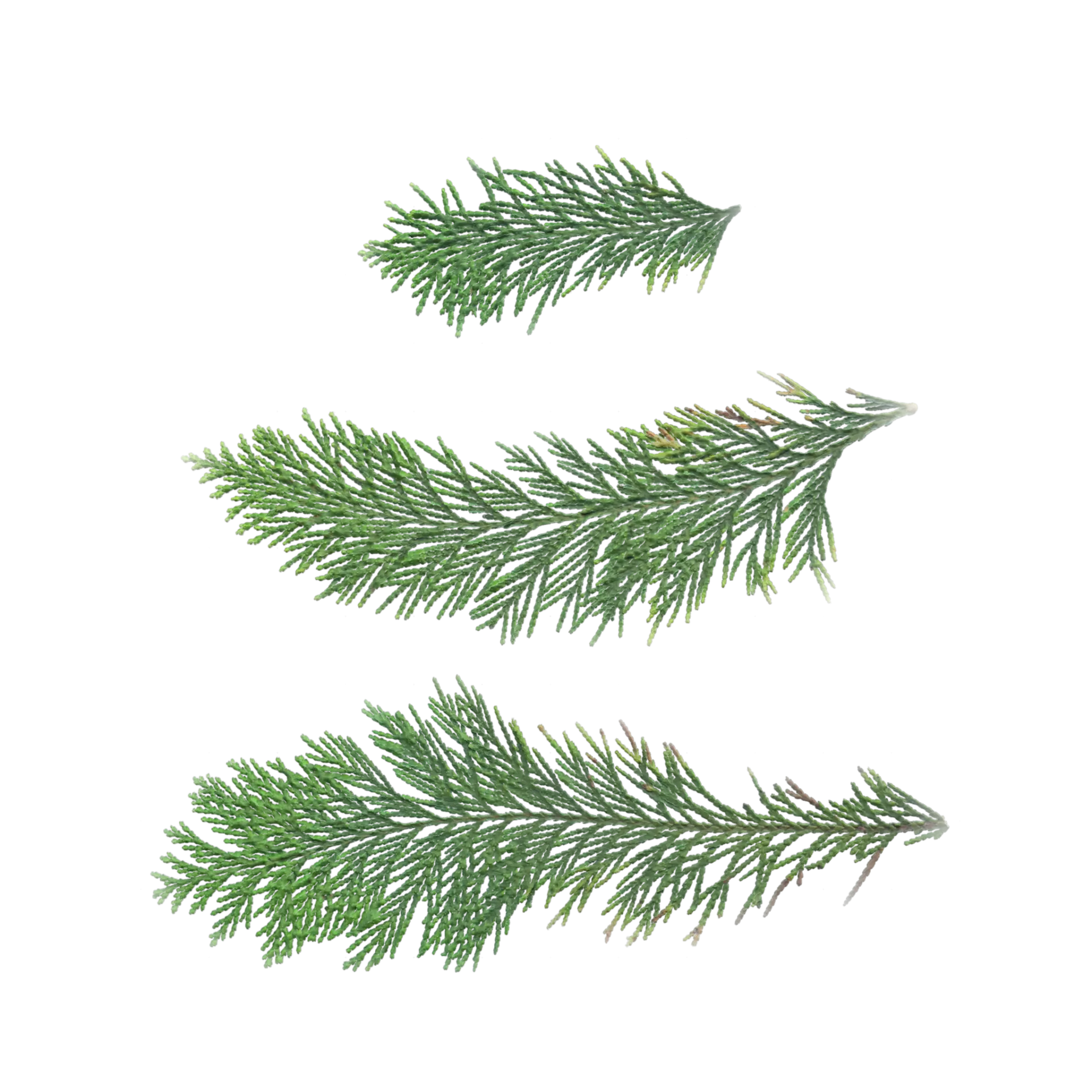 Leaf Set 019 — preview 1 (ambientCG, CC0)