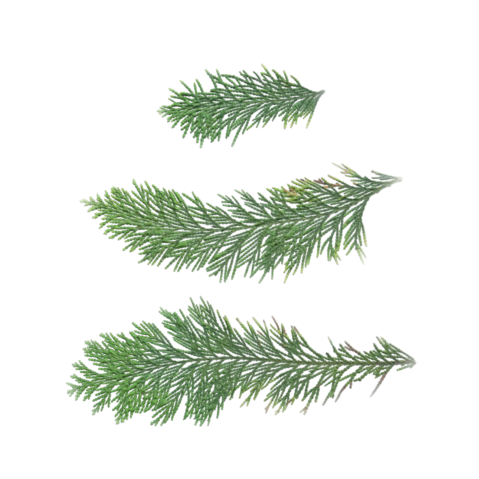 Leaf Set 019