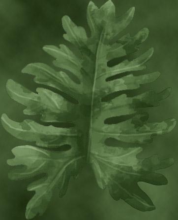 Philodendron