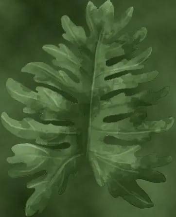 Philodendron