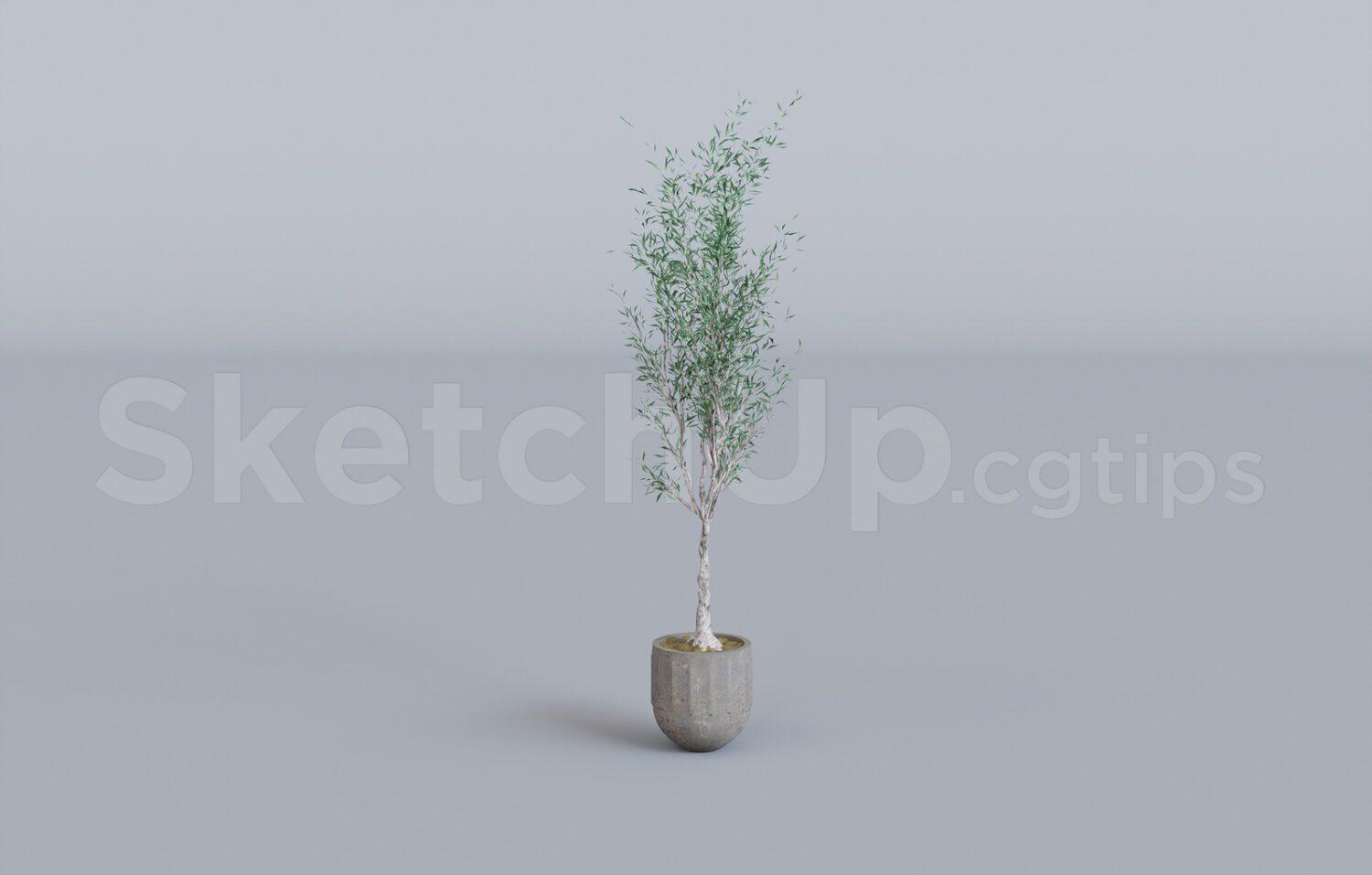 Plant