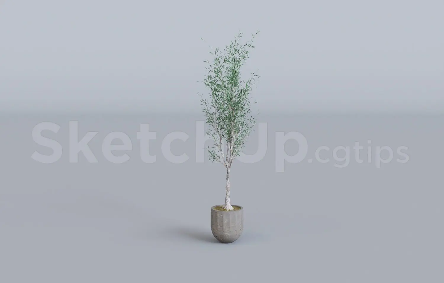 Plant