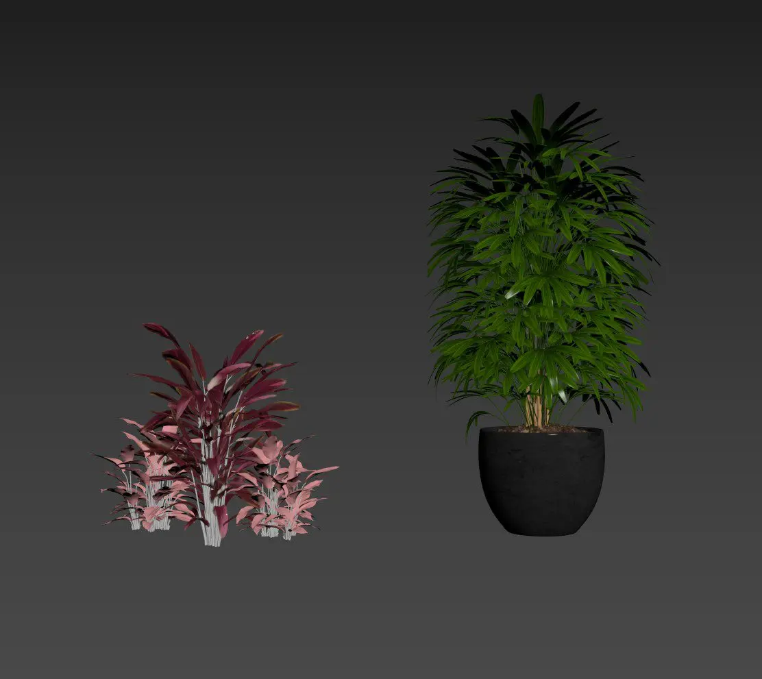 Plant