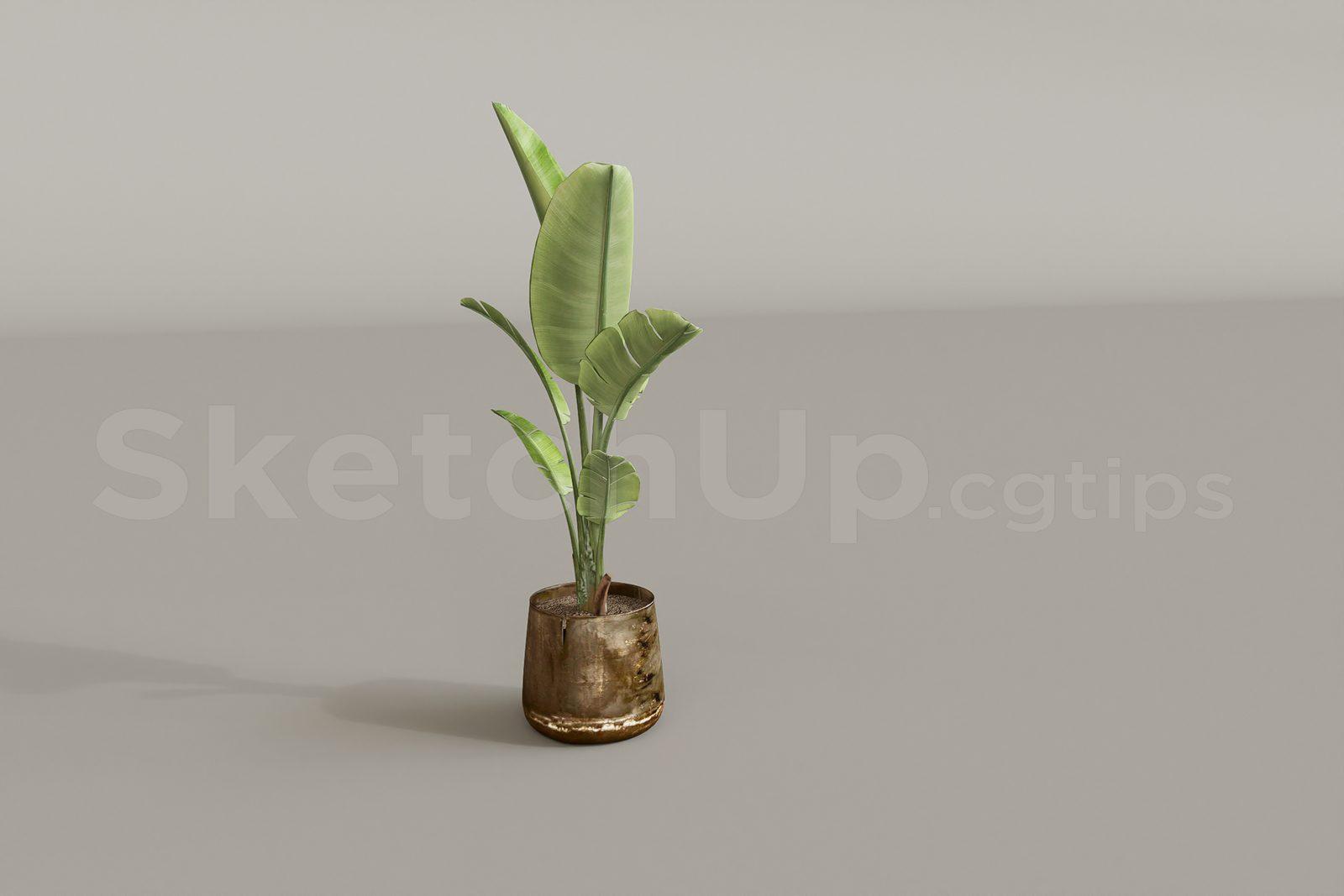Plant