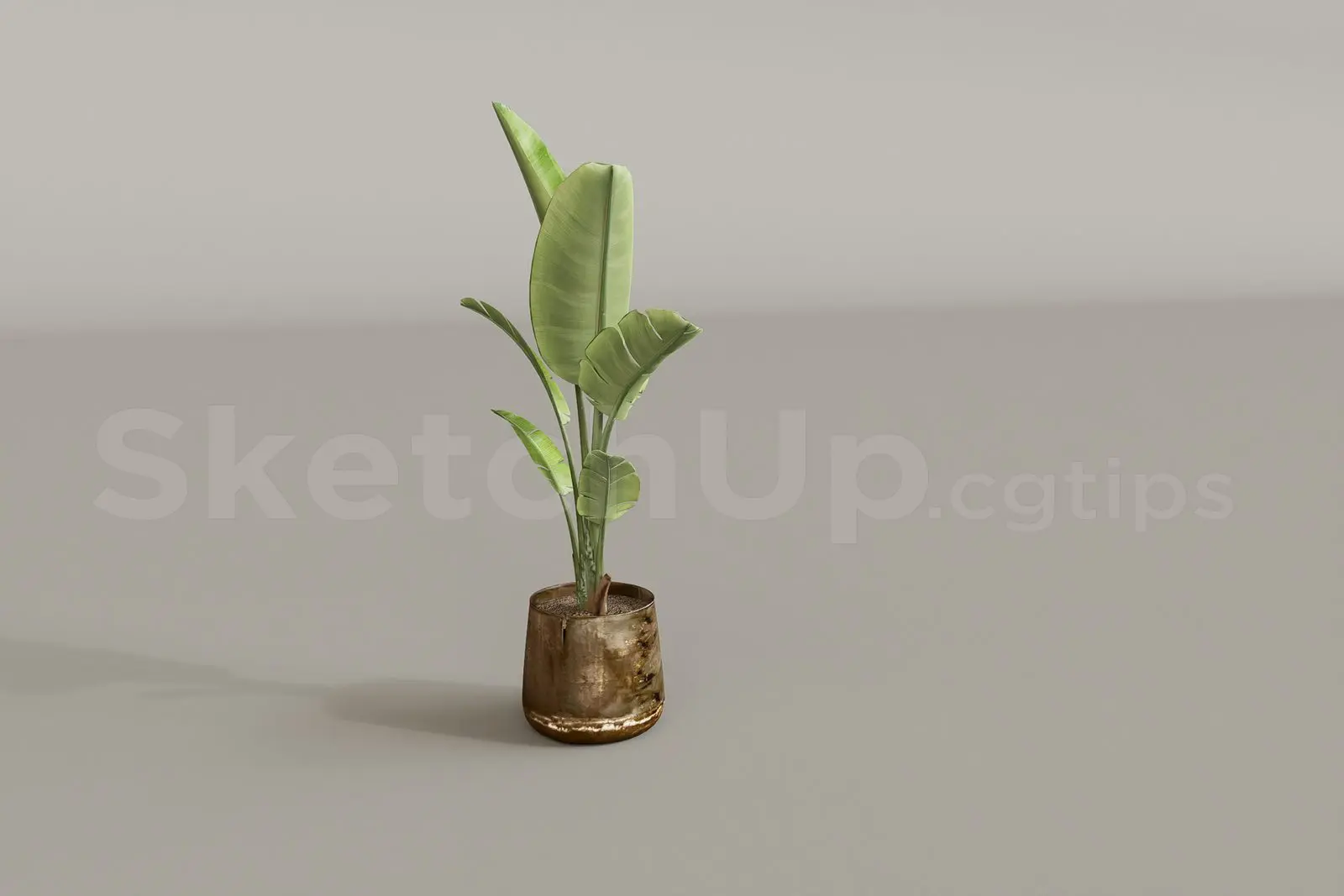 Plant