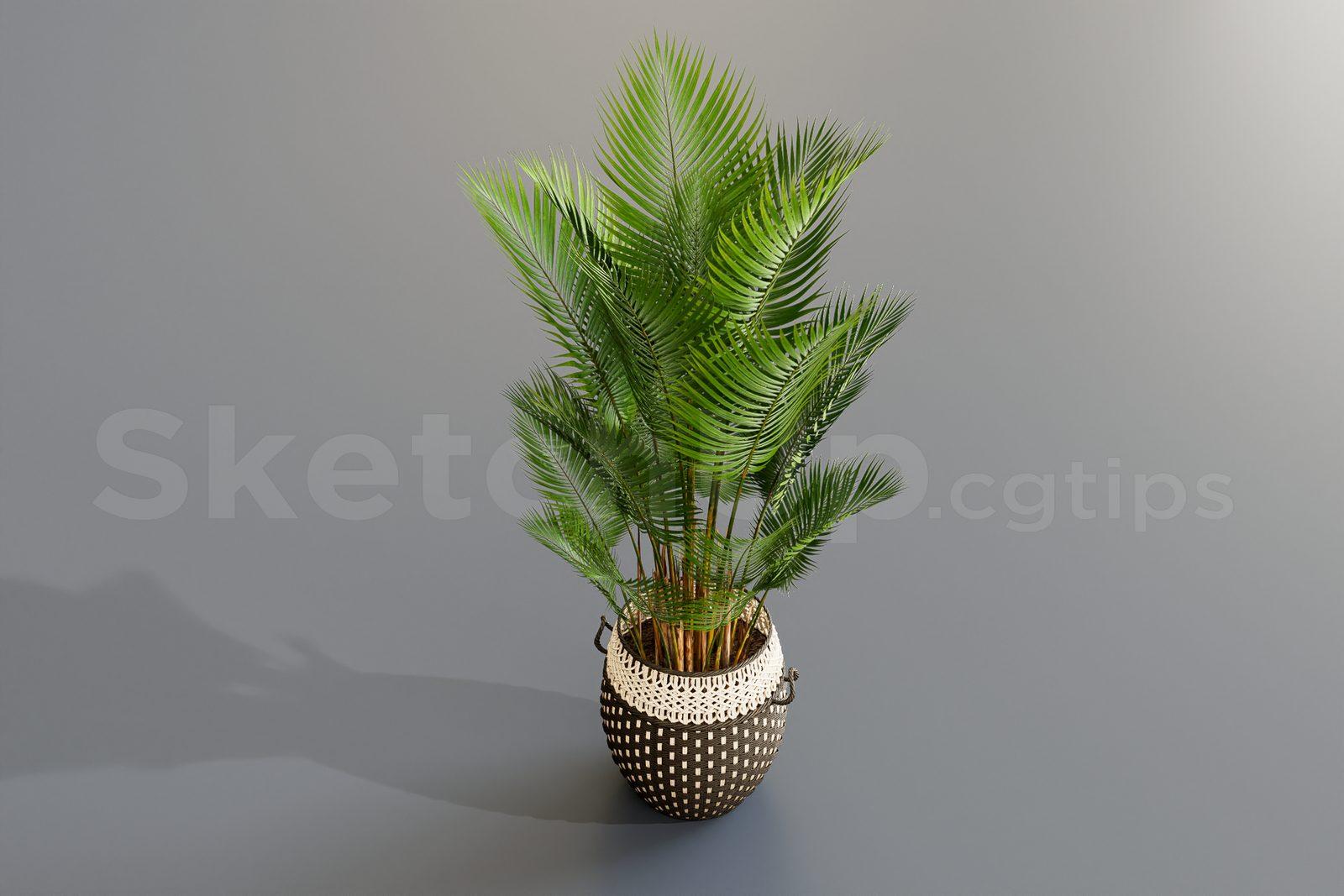 Plant