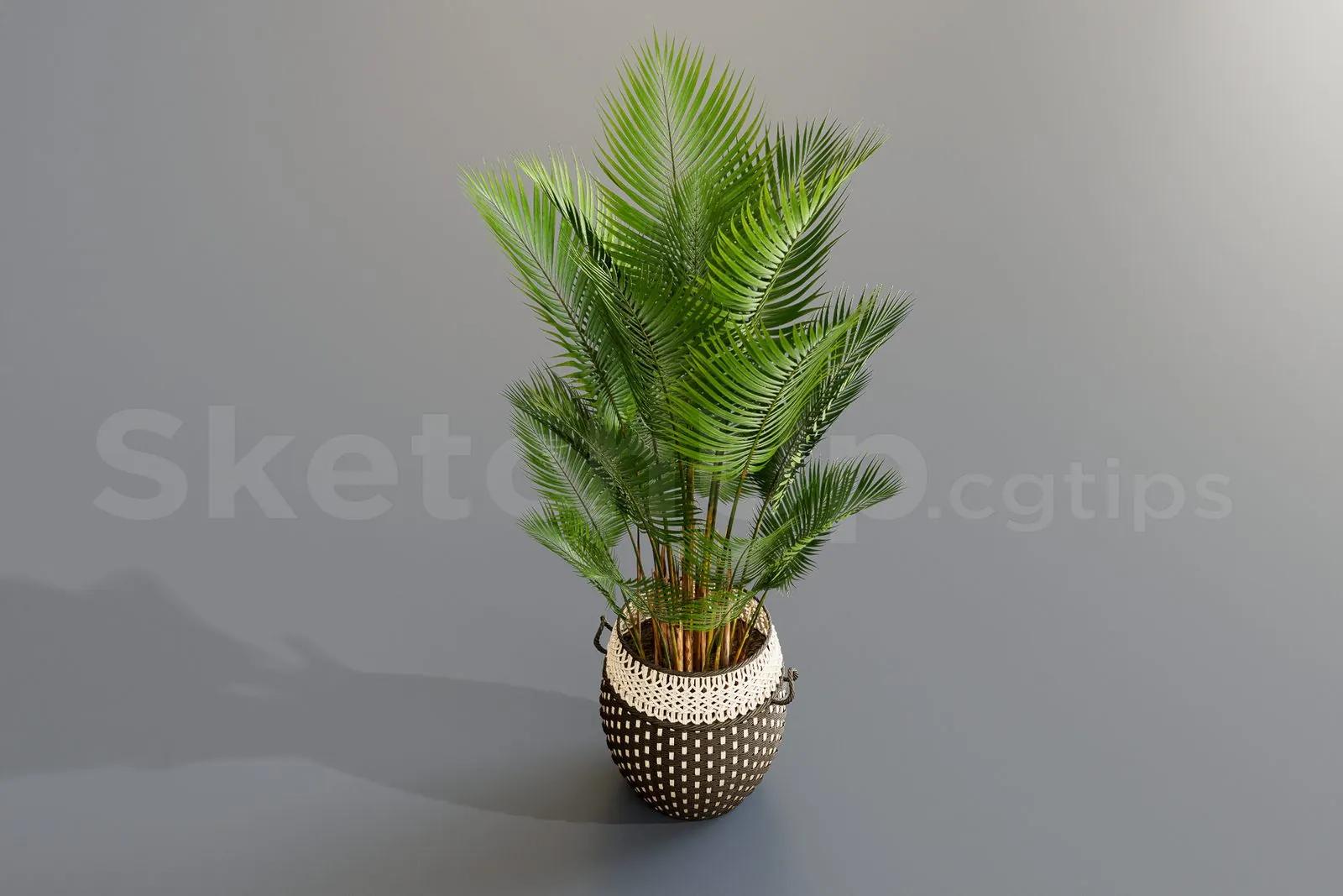 Plant