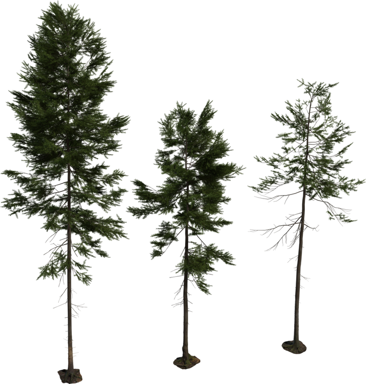Fir Tree 1