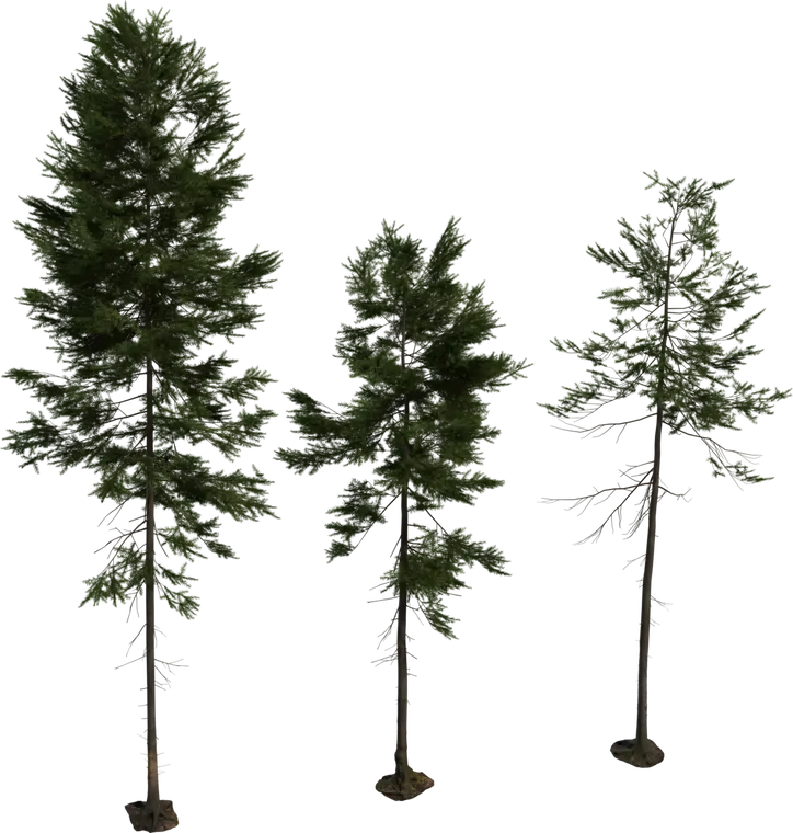 Fir Tree 1