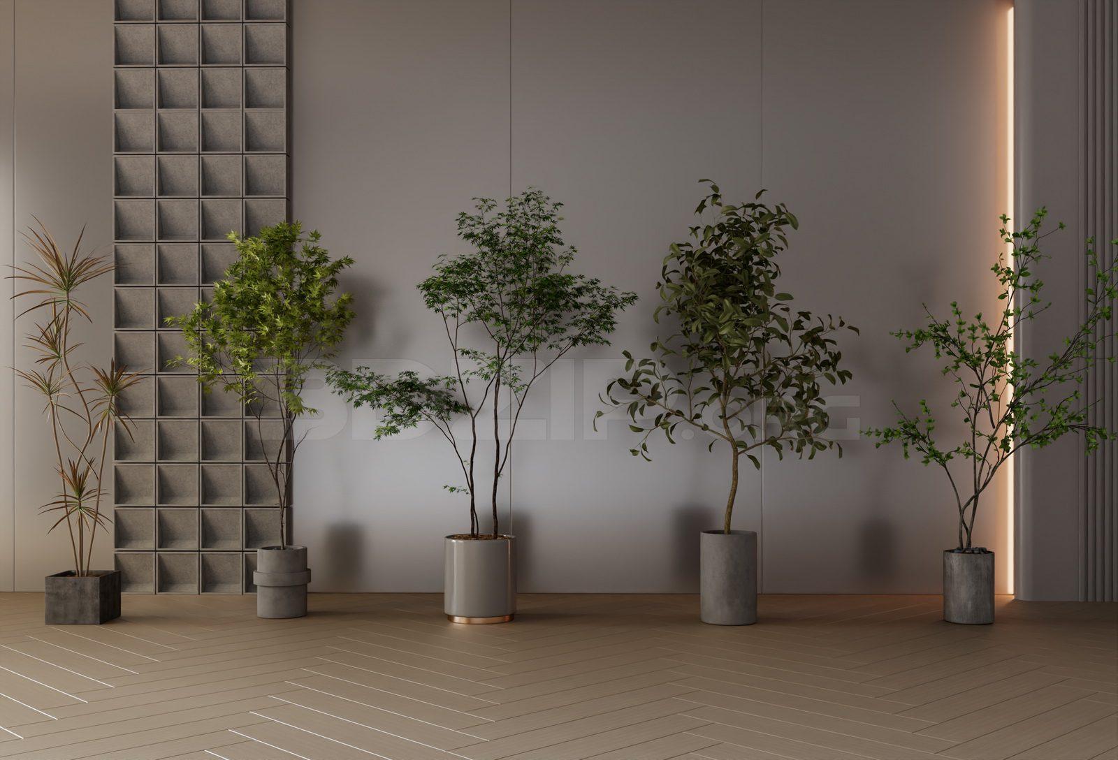 Plants