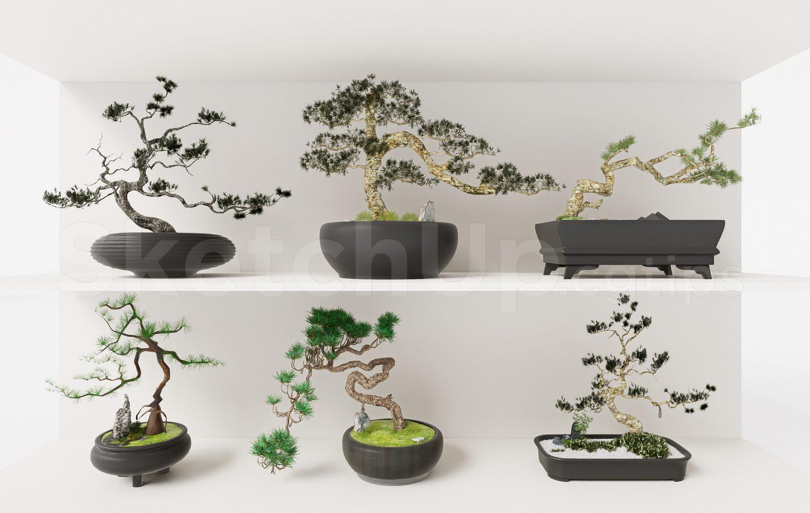 BonSai Tree