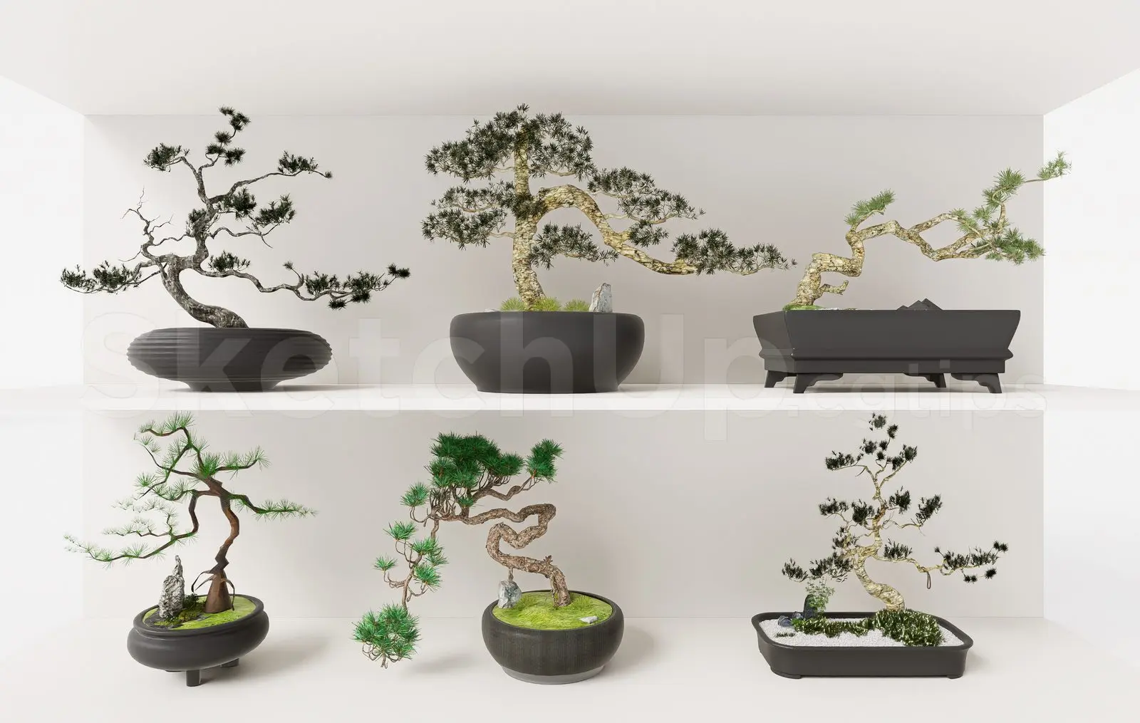 BonSai Tree