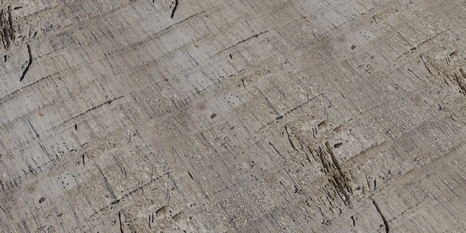 Palm Tree Bark