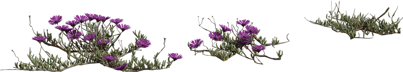 Leipoldtia Schultzei