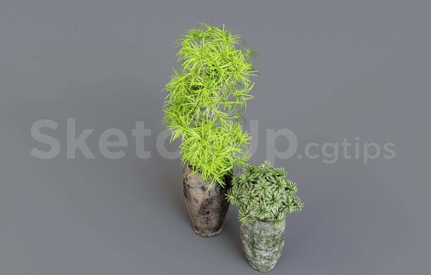 Plant