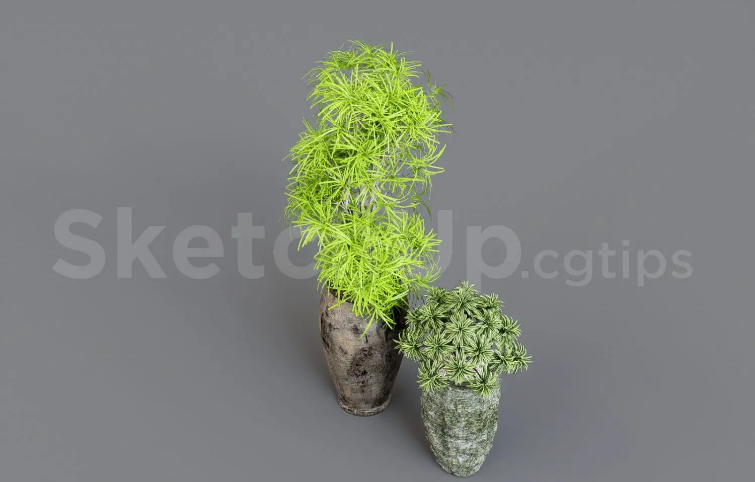 Plant