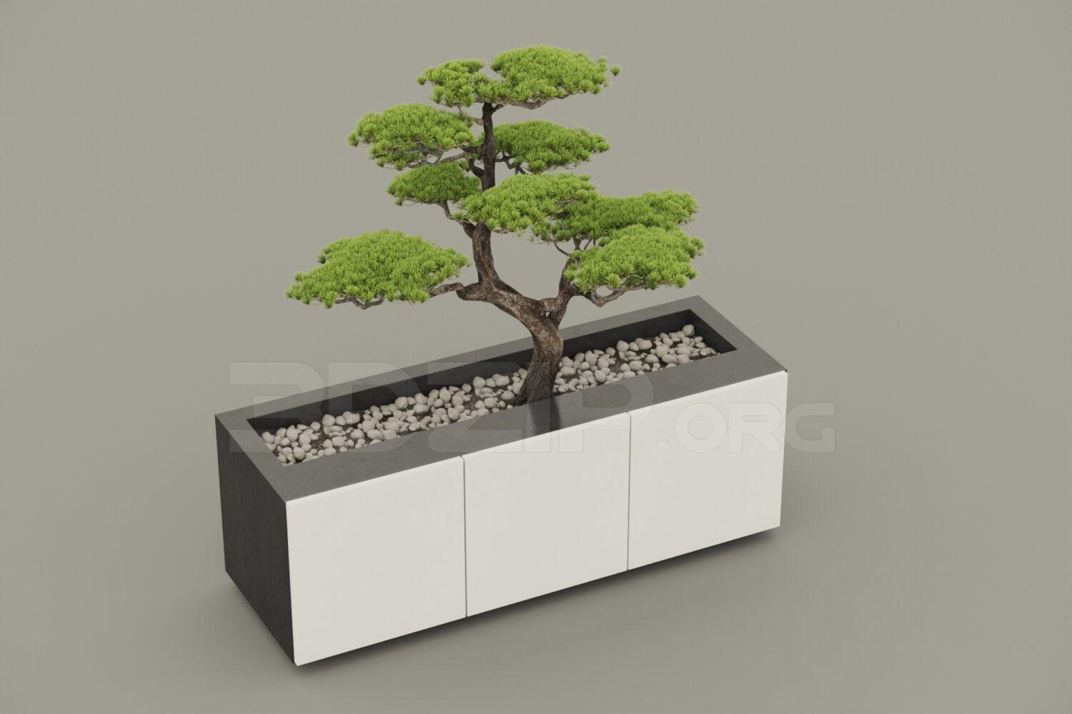 Bonsai