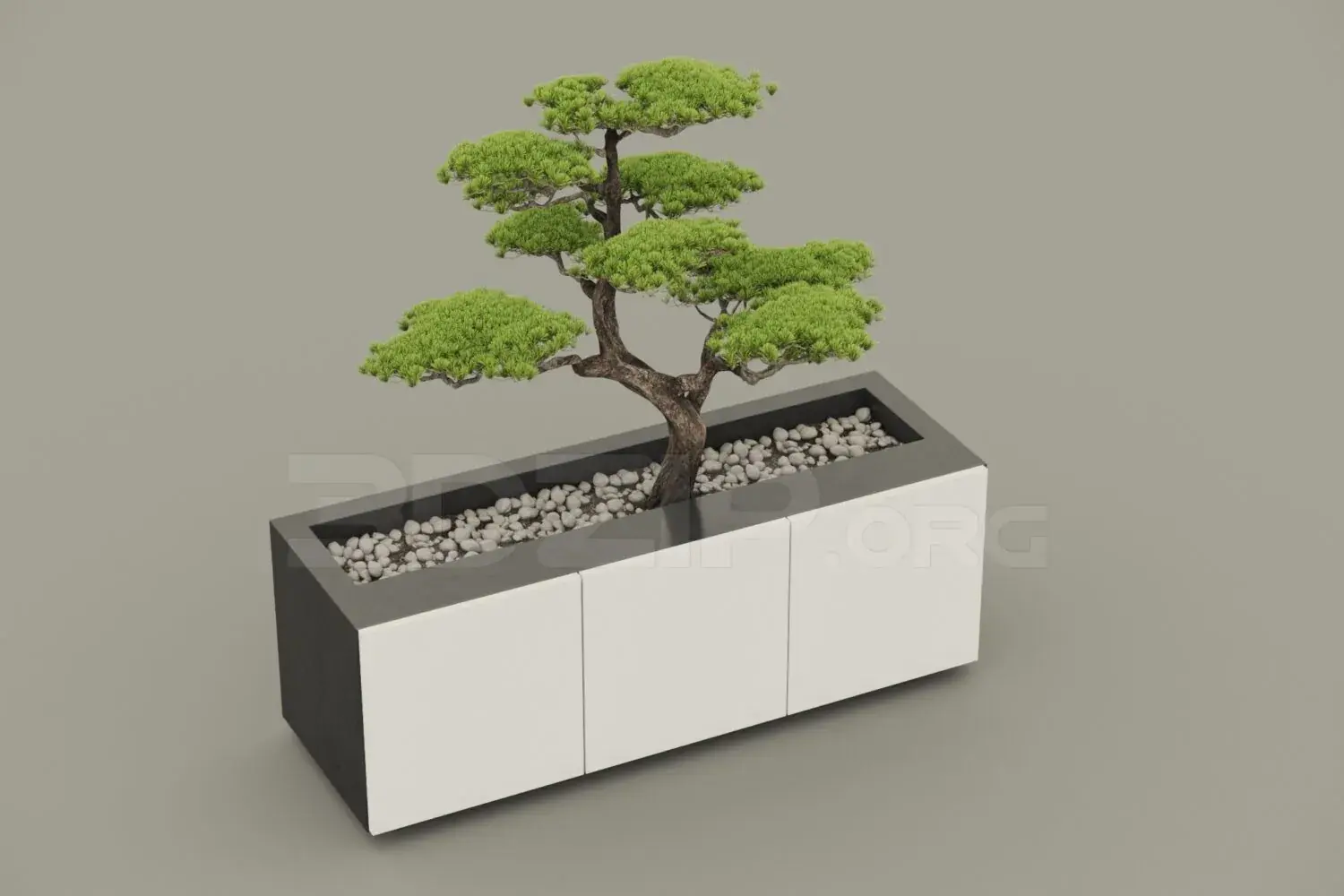 Bonsai