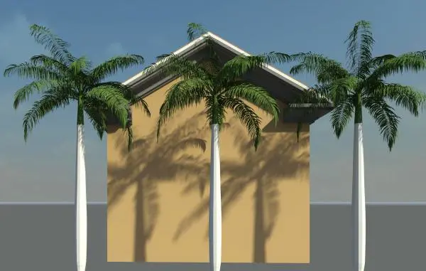 Royal Palm Tree