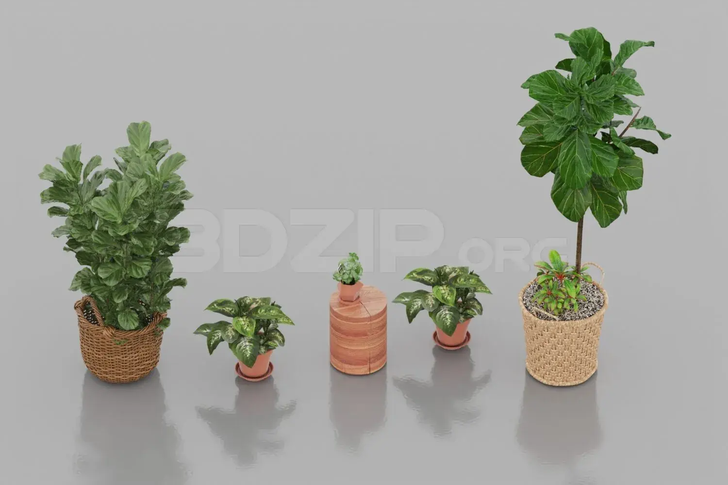 Plant