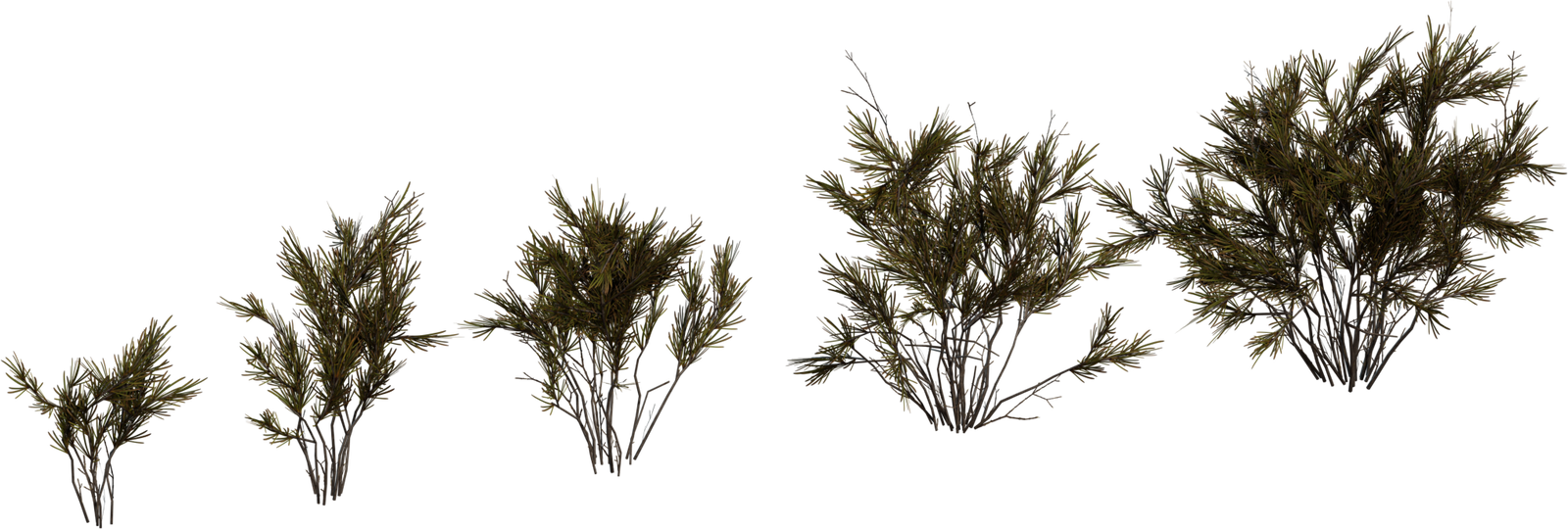 Wild Rooibos Bush