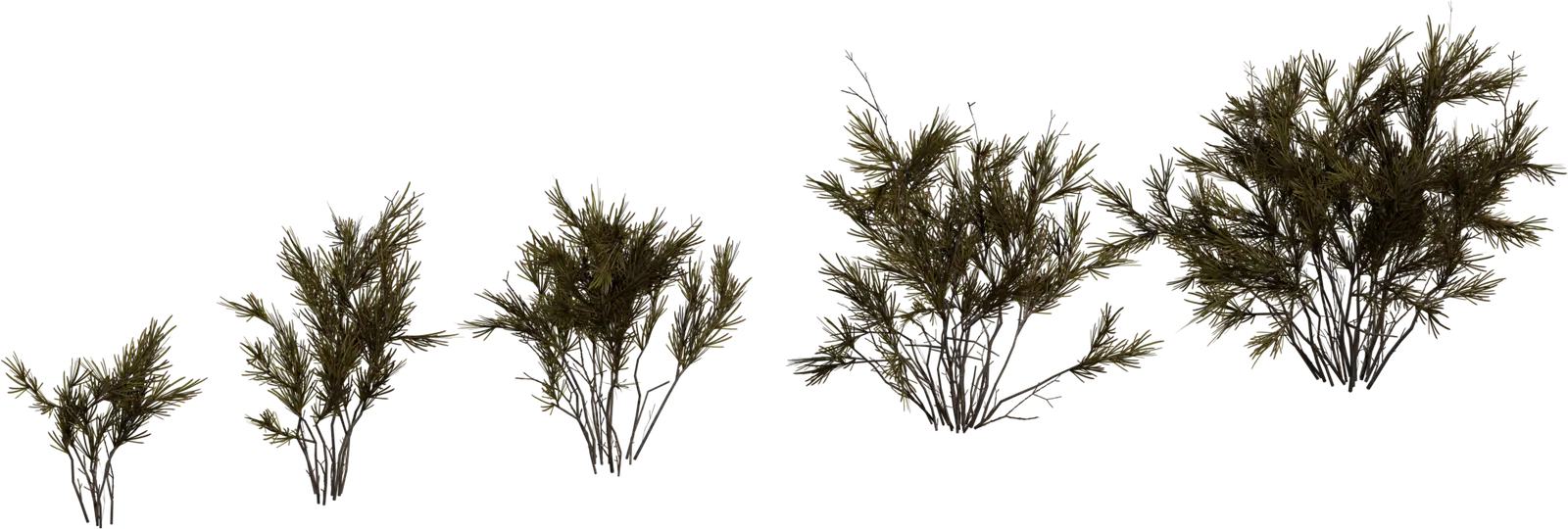 Wild Rooibos Bush