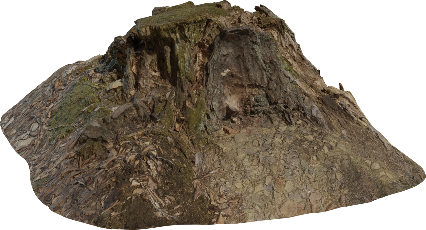 Tree Stump 1