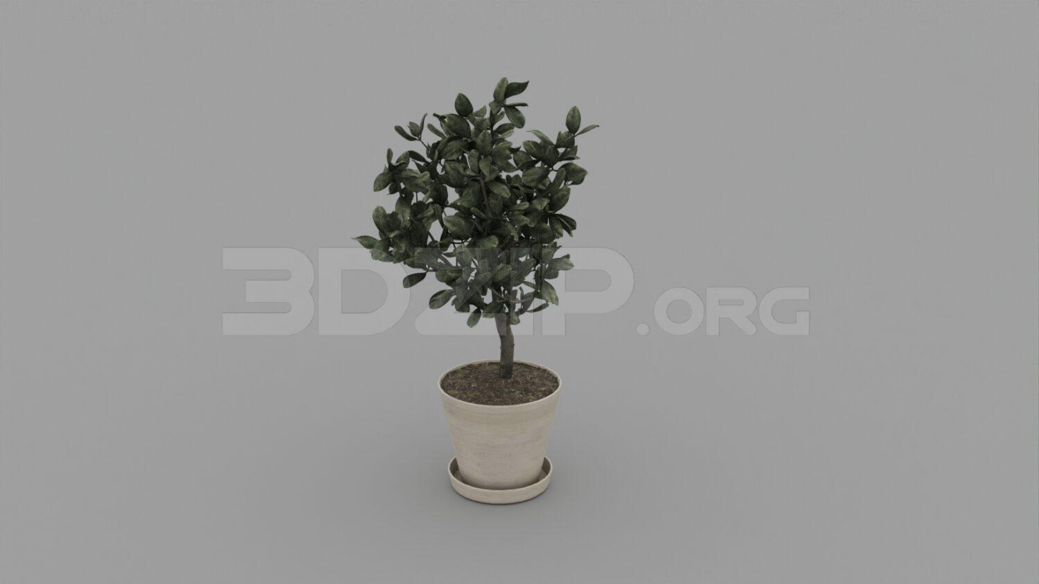 Plant