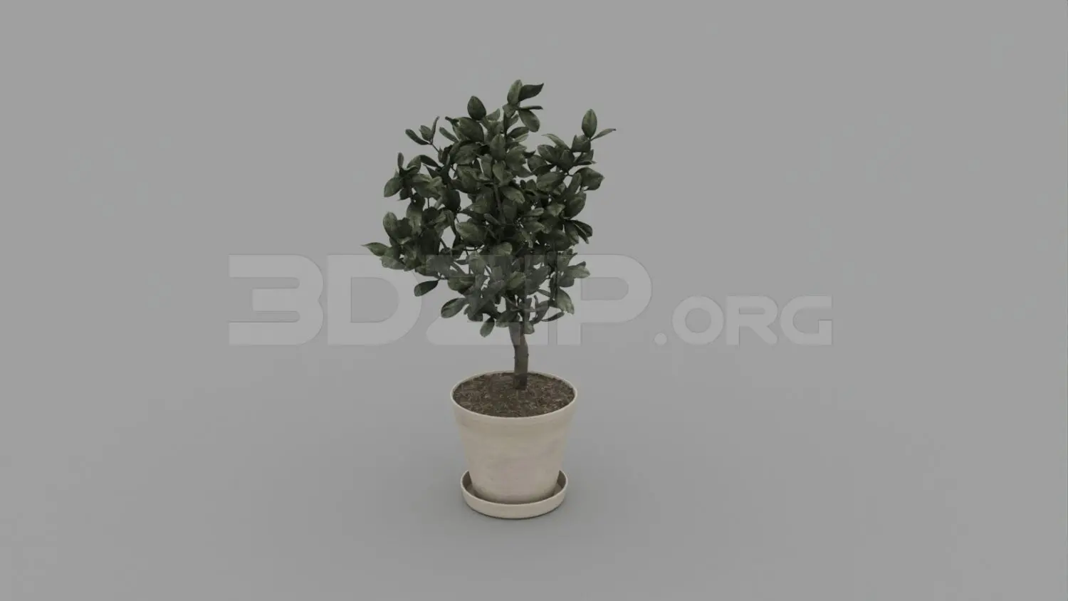 Plant