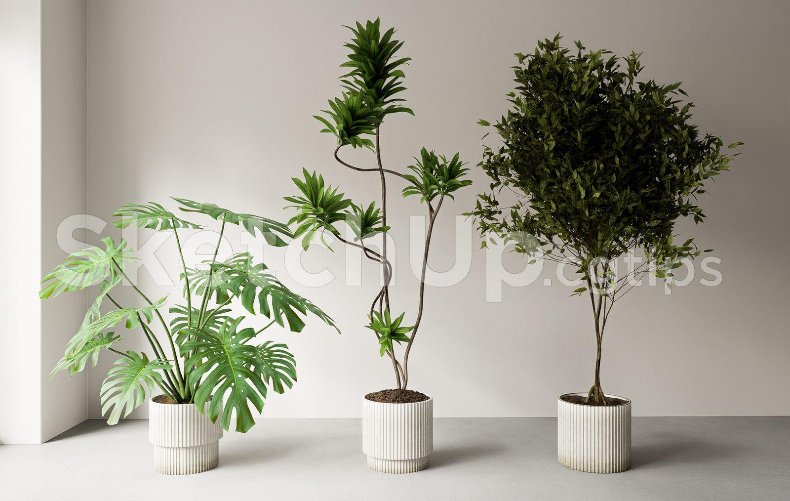 Plant