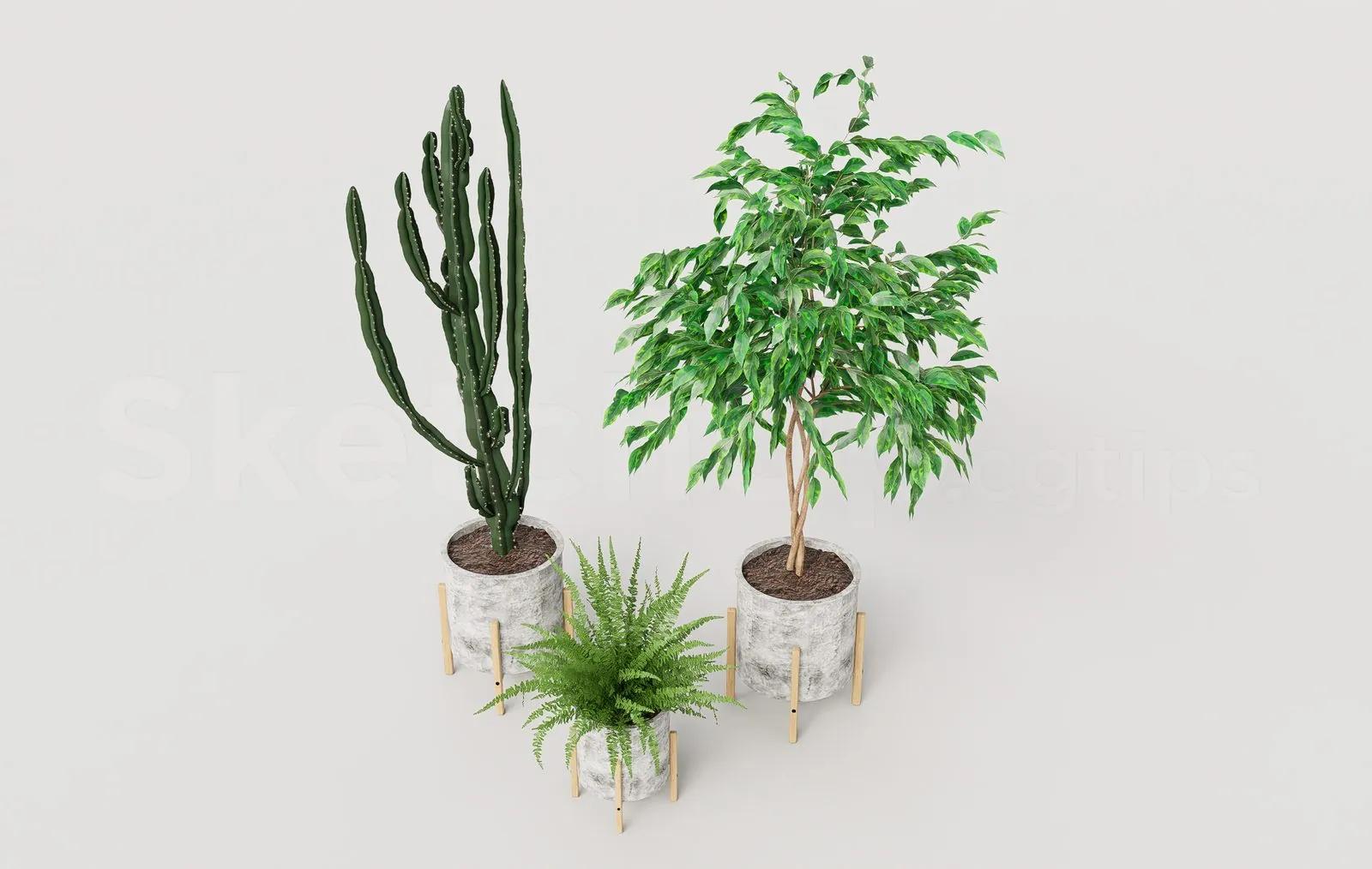 Plant