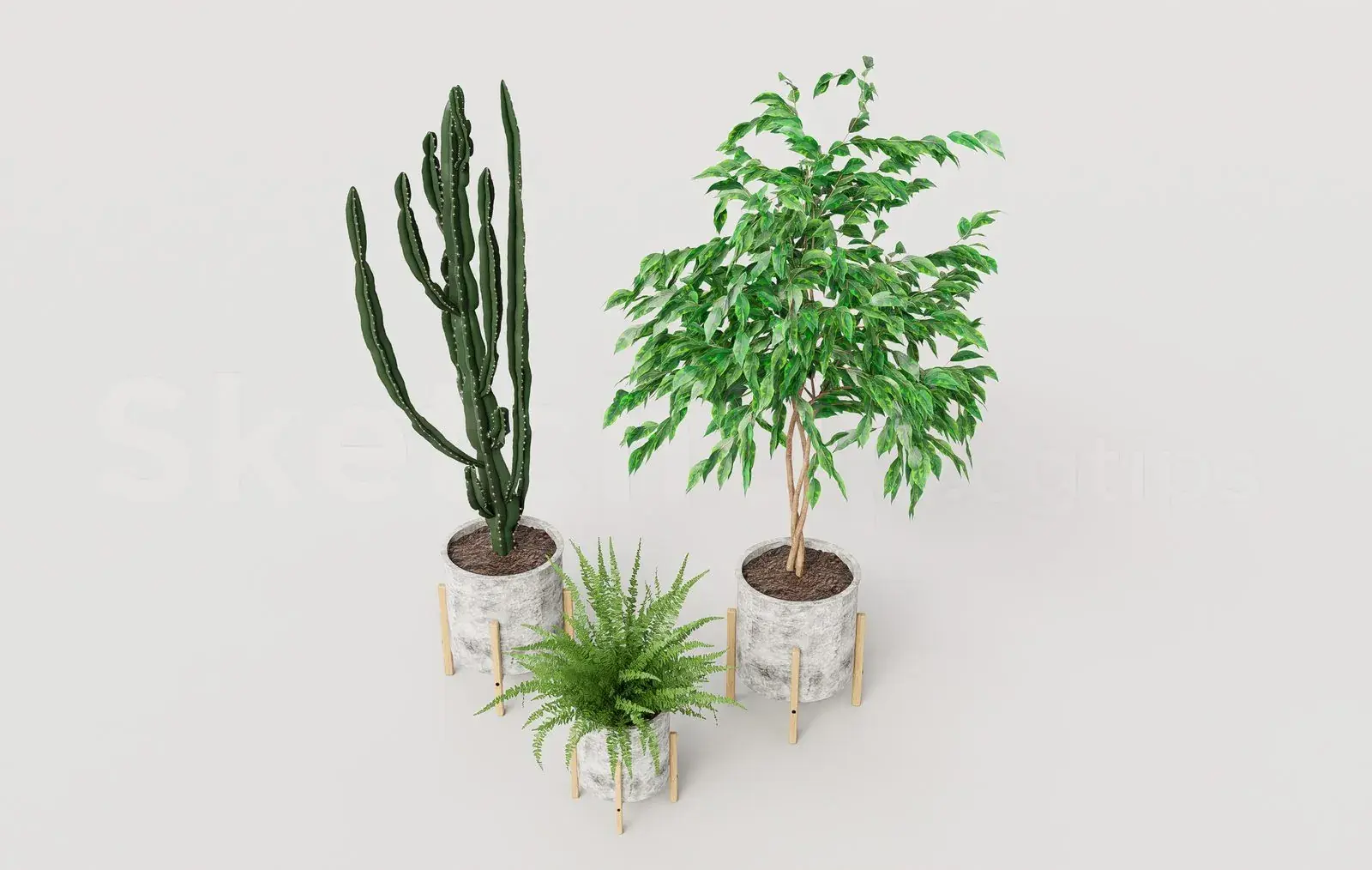 Plant