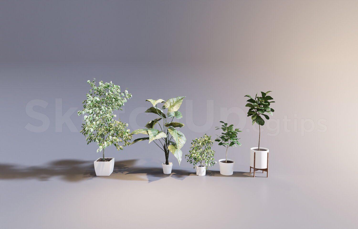 Plant