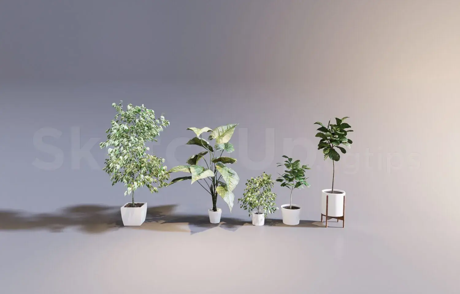 Plant