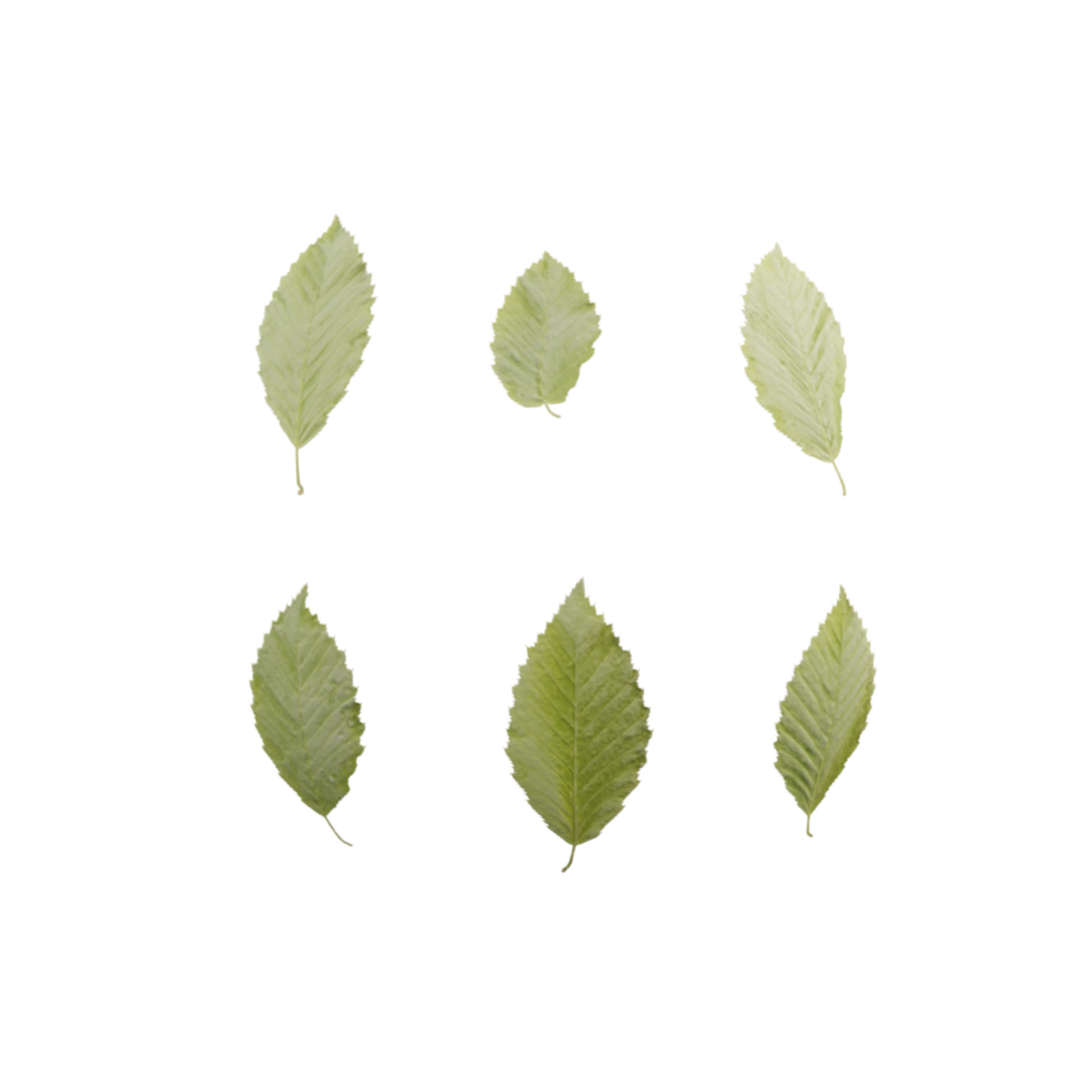 Leaf Set 001
