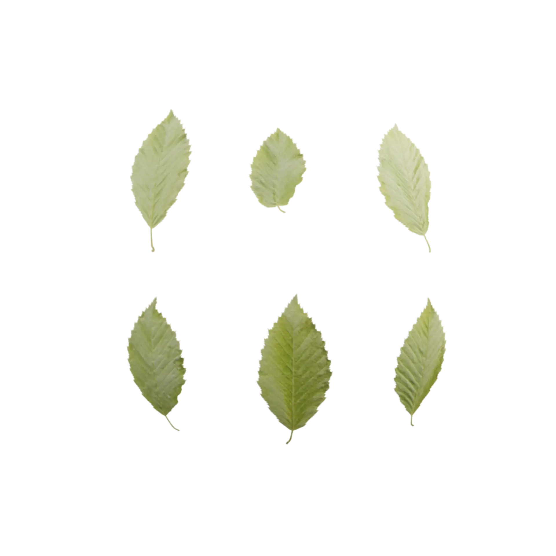 Leaf Set 001